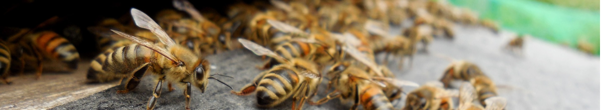 Bienenzuchtverein Much